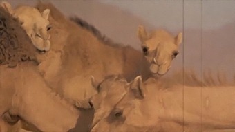 다크 랜턴 엔터테인먼트가 놀라운 놀라운 퍼포머들과 함께 '아름다운 괴물'을 소개합니다